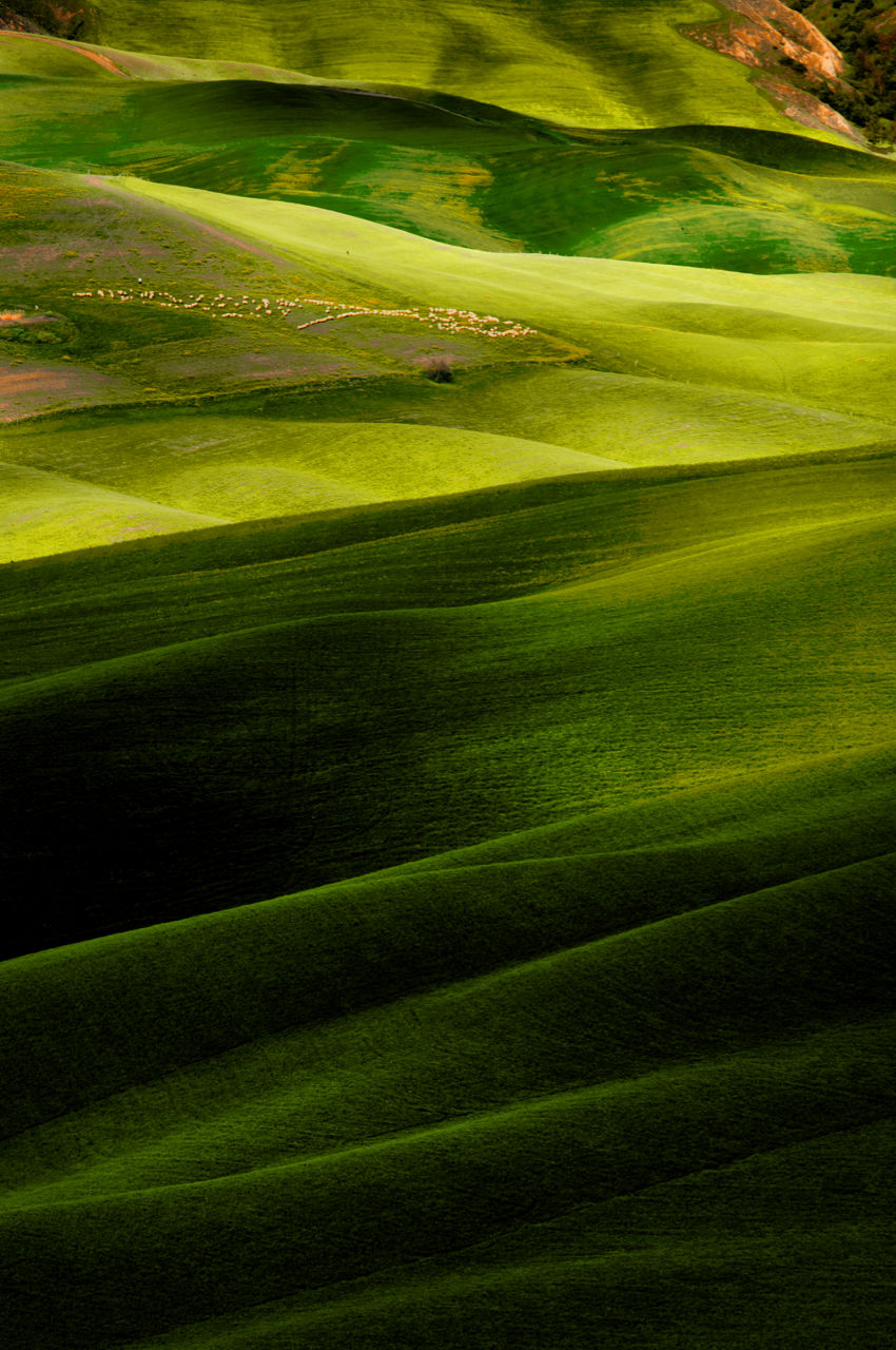 Green Fields